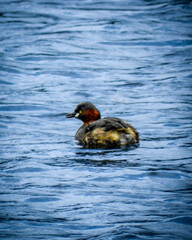 Canvas Print - Beautiful view of a duck floating in the lake in Tamil Nadu, India