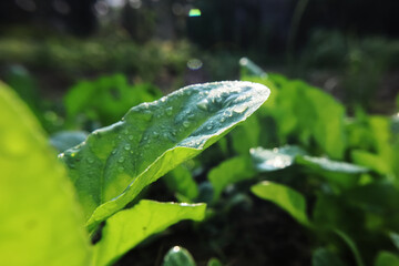 Canvas Print - Spinach (Palak) plant in a farm. It is used as food which is very nutritious.