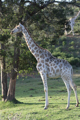 Canvas Print - Vertical shot of a female giraffe standing in the meadow lit by sunlight