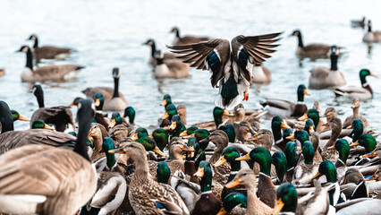 Wall Mural - Mallard ducks in the lakeshore