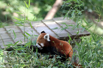 Canvas Print - Closeup of an adorable red panda sitting on the ground eating leaves