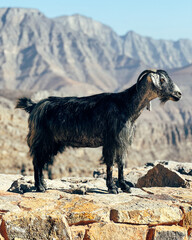 Wall Mural - Goat in the wilderness