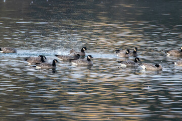 Canvas Print - Flock of Canada geese swimming in the pond