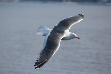 Poster - Close-up shot of a flying seagull