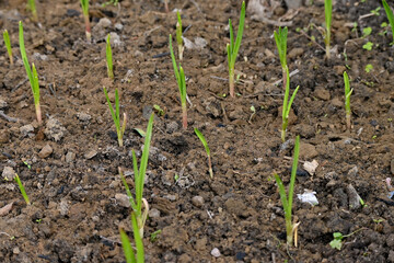 Poster - Closeup of green ripe garlic plant with leaves growing in the farm