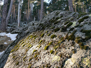 Sticker - Naked trees in a snow-covered forest on a hilltop in Navacerrada, Spain