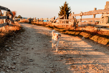 Wall Mural - Golden retriever running by the road between wooden fences in the sunset