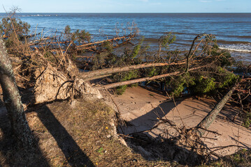 Wall Mural - Storm broken trees on the Baltic sea coast, Kolka, Latvia.