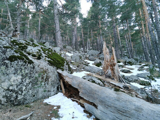 Wall Mural - Naked trees in a snow-covered forest on a hilltop in Navacerrada, Spain