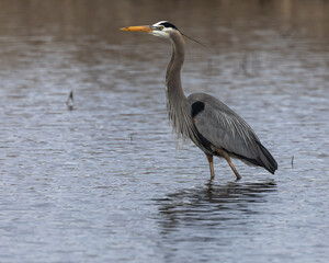 Poster - Closeup of a great blue heron standing in the tranquil water