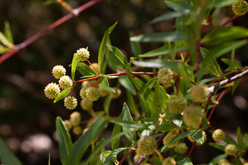 Sticker - Closeup shot of a plant in El Palmar National Park, Entre Rios, Argentina