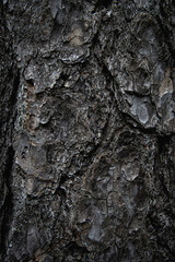 Canvas Print - Closeup of a dark Wood texture background in the forest