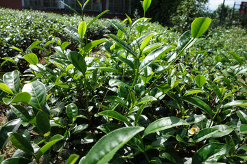 Canvas Print - Closeup of a camellia sinensis tea farm field under the sunlight in the countryside