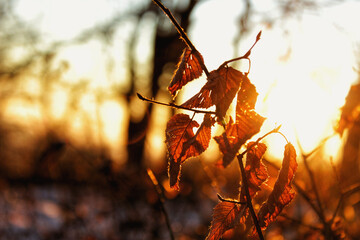 Canvas Print - Beautiful autumn shot of a dried orange leaves on a tree branch