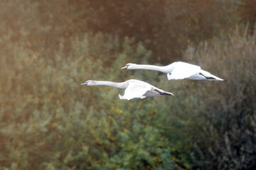 Poster - Couple of white swans flying against green trees