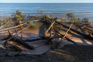 Wall Mural - Storm broken trees on the Baltic sea coast, Kolka, Latvia.