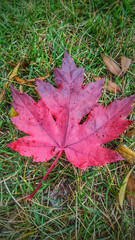 Wall Mural - vertical close-up shot of red maple leaf