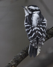 Closeup Shot Of A Beautiful Downy Woodpecker Perched On A Branch Of A Tree