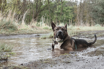 Canvas Print - View of a happy staff dog in a mud puddle