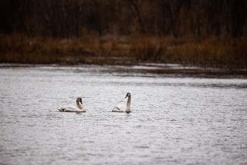 Sticker - Pair of swans peacefully swim on a Greene County, VA lake