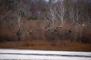 Canvas Print - Flock of geese come into land on a lake in Greene County, VA lake