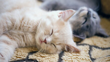 Closeup Shot Of Two Adorable Kittens Napping Together