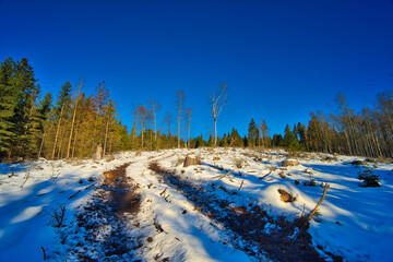 Sticker - Scenic view of a meadow in the forest covered in the snow on a sunny weather