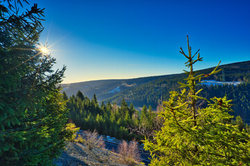 Sticker - Scenic view of a forest with lush trees on a sunny day