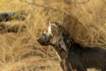 Poster - Closeup of a baby hyena from behind, standing on the field covered with dry grass