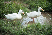 White Domestic Ducks Standing In The Puddle Surrounded By Grass