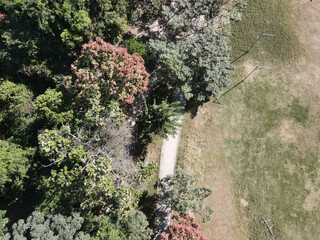 Sticker - Aerial shot of the pathway through the dense green forest on a sunny day