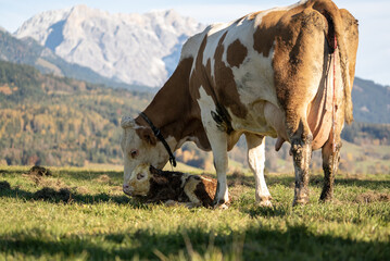 Canvas Print - Closeup of a cow petting its calf in a field on a sunny day in the countryside