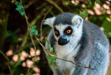 Poster - Closeup of a lemur in the forest