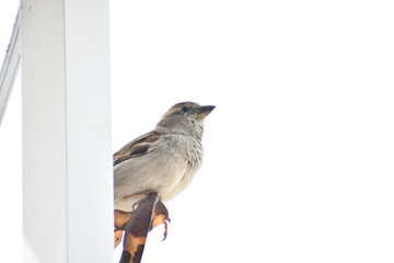 Sticker - House sparrow perched and o railing