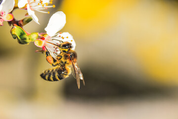 Wall Mural - Closeup shot of a Bee on flower