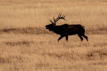 Sticker - Bull elk grazing on the field near Madison River in Yellowstone National Park, Montana, USA