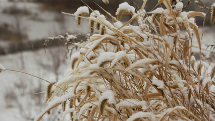 Sticker - Dog's-tail grass or Cynosurus cristatus covered in snow