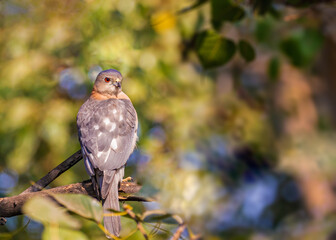 Sticker - Closeup shot of a shikra (Accipiter badius) looking side way for prey from a tree