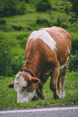 Poster - Vertical shot of a Taurine cattle pasturing in the field