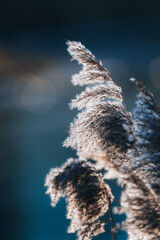 Canvas Print - Closeup shot of phragmites