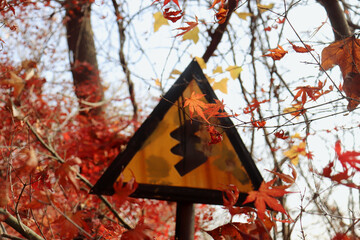 Poster - Photo of autumn red maple tree leaves and a sign