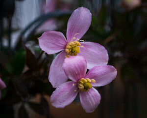 Canvas Print - Close-up shot of beautiful pink fragrant flowers in the garden