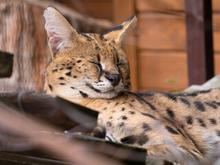 Canvas Print - Portrait of a sleeping cheetah in the zoo