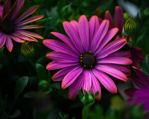 Sticker - Beautiful purple African daisy flower in the garden under the sunlight