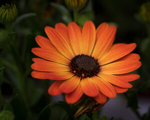 Sticker - Close-up shot of a beautiful Pot marigold flower in the garden