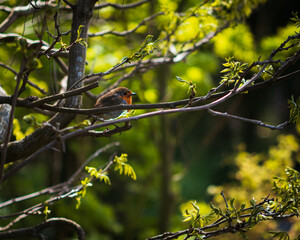 Poster - Closeup shot of an Erithacus, a genus of passerine bird