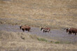 View of cattle in a field