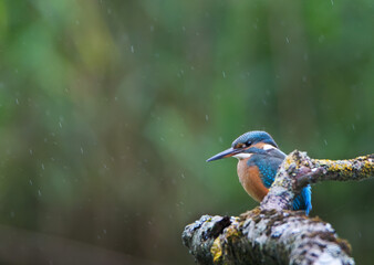 Canvas Print - Close-up shot of a cute beautiful Common kingfisher bird perched on a tree branch