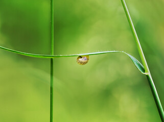 Wall Mural - Small snail moving on a green leaf isolated on a natural blurry background