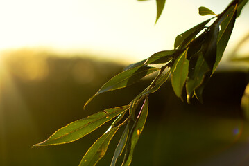 Poster - Closeup shot of a tree with green leaves and a blurred sunset on the background